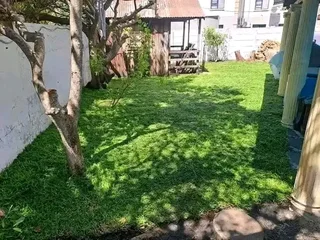 Make your home beautiful with us we have all types of grass