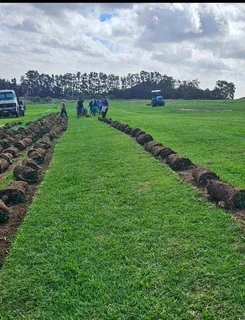 GRASS IS STILL AVAILABLE AND INSTALLATION