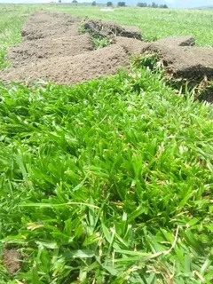 GRASS IS STILL AVAILABLE AND INSTALLATION