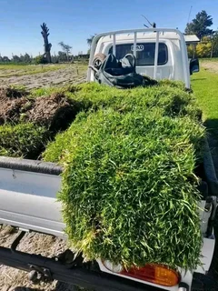 GRASS IS STILL AVAILABLE AND INSTALLATION