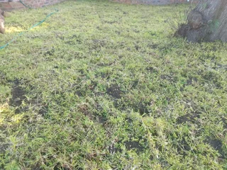 Roll on lawn kikuyu and LM berea grass