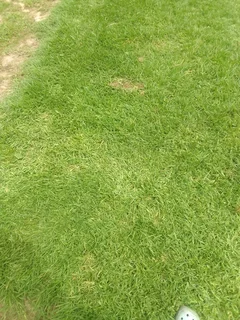 Green grass fresh from the farm