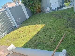 Green grass with high quality