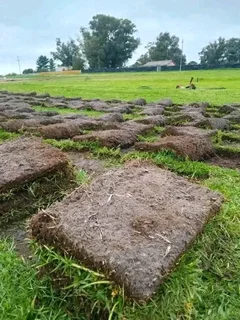 Green grass with high quality