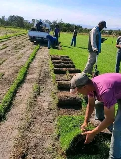 Green grass fresh from the farm