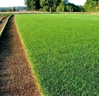 Green grass fresh from the farm