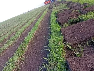 Quality grass from the farm