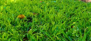 Quality grass from the farm