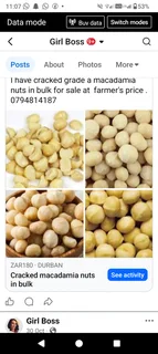 Macadamia nuts bulk cracked