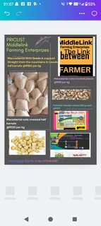 Macadamia nuts bulk cracked