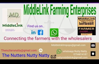 Macadamia nuts bulk cracked