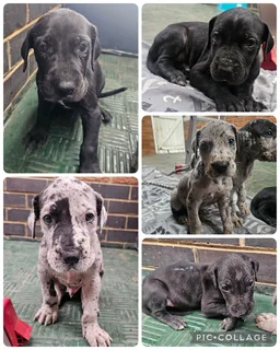 Great Dane puppies for sale