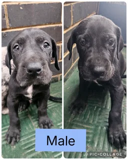 Great Dane puppies for sale