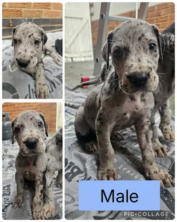 Great Dane puppies for sale