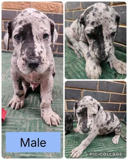Great Dane puppies for sale