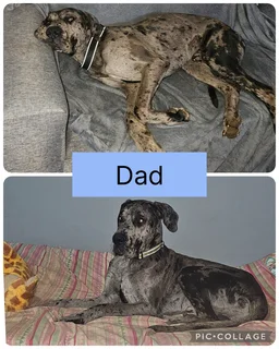 Great Dane puppies for sale