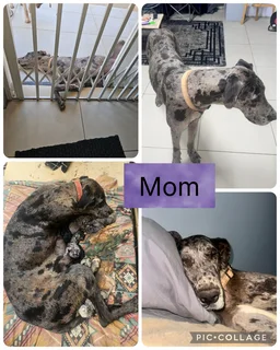 Great Dane puppies for sale