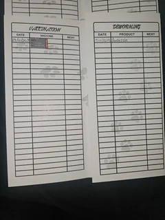 Great Dane puppies for sale