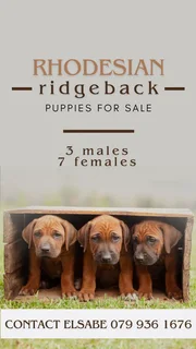 Rhodesian Ridgeback puppies for sale