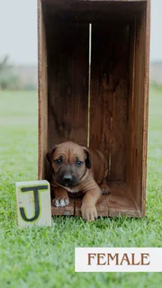 Rhodesian Ridgeback puppies for sale