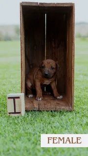 Rhodesian Ridgeback puppies for sale