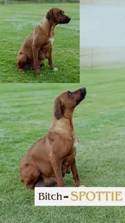 Rhodesian Ridgeback puppies for sale
