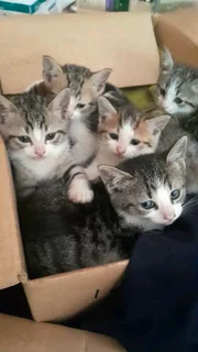 Cute kittens for sale