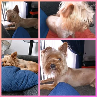Golden Yorkie