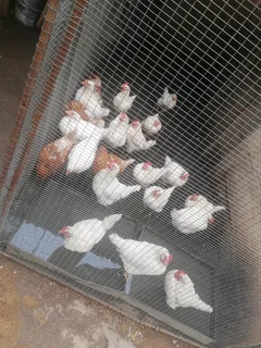 20 laying hens