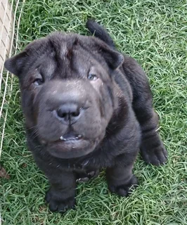 Sharpei puppies.