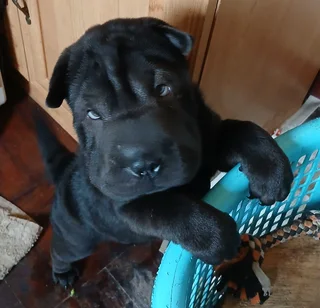 Sharpei puppies.