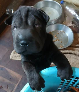 Sharpei puppies.