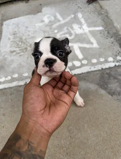 Boston Terrier Puppies