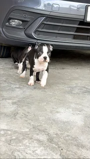 Boston Terrier Puppies