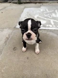 Boston Terrier Puppies