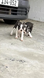 Boston Terrier Puppies