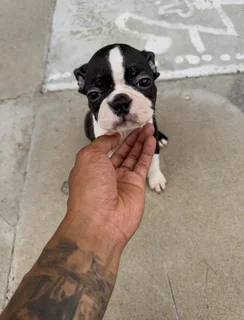 Boston Terrier Puppies