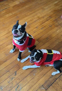 Boston Terrier Puppies