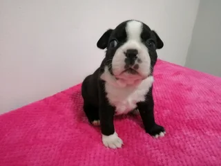 Thorough Bred Boston Terrier