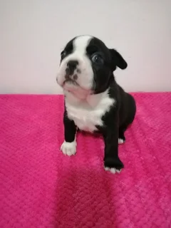 Thorough Bred Boston Terrier