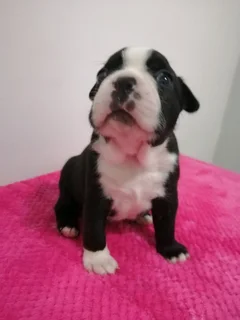 Thorough Bred Boston Terrier