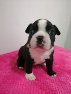 Thorough Bred Boston Terrier