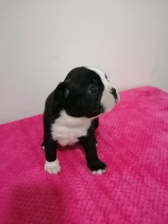 Thorough Bred Boston Terrier