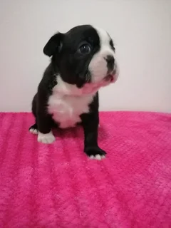 Thorough Bred Boston Terrier