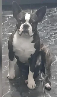 Thorough Bred Boston Terrier