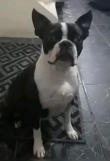 Thorough Bred Boston Terrier