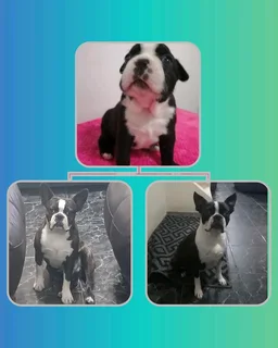 Thorough Bred Boston Terrier