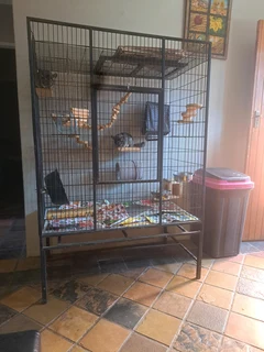 2 x Chinchilla with Cage