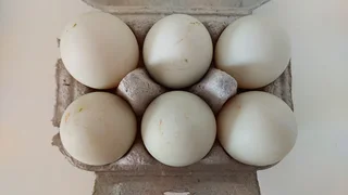 Fertile Indian Runner Eggs