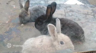 Cute Bunny&#39;s
